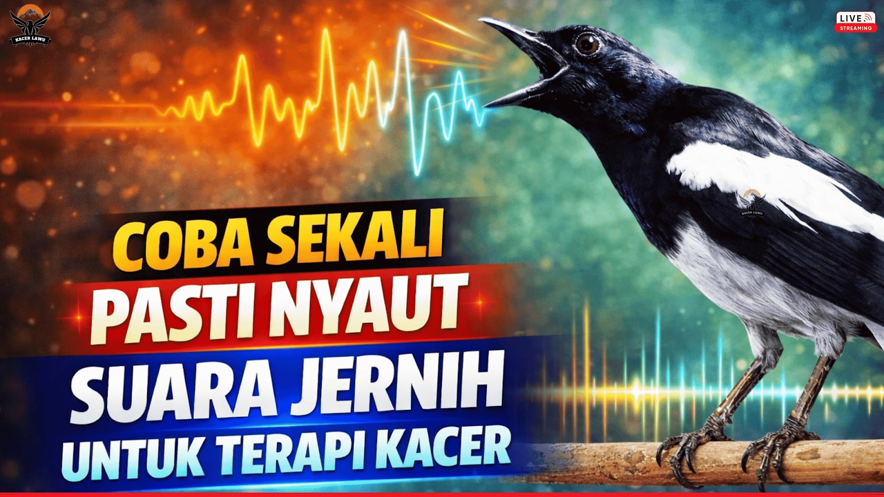 🛑SUARA KACER GACOR JERNIH‼️PANCINGAN AMPUH AGAR SEMUA JENIS KACER CEPAT NAIK BIRAHI & RAJIN BUNYI