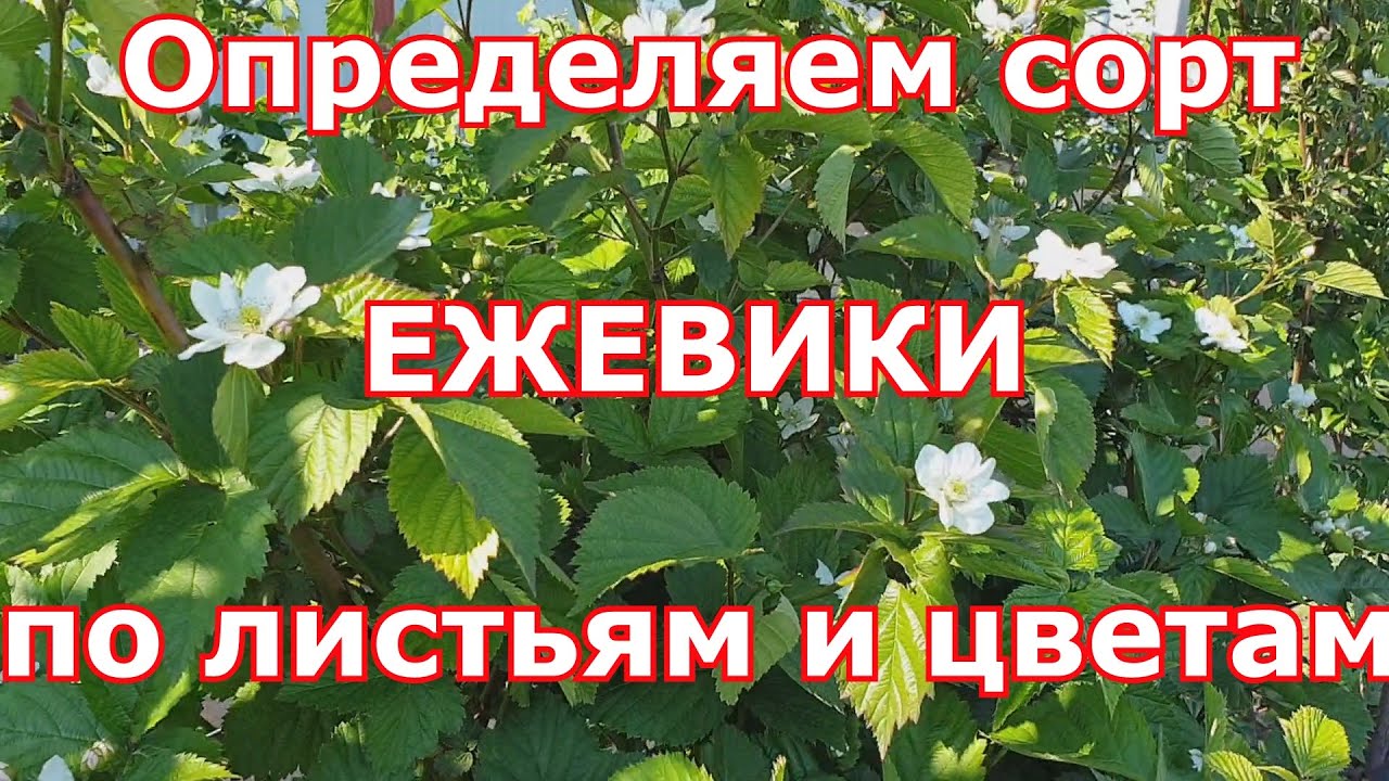 Определяем сорта ежевики по листьям и цветам...видео для тех, кто сомневается в своих сортах