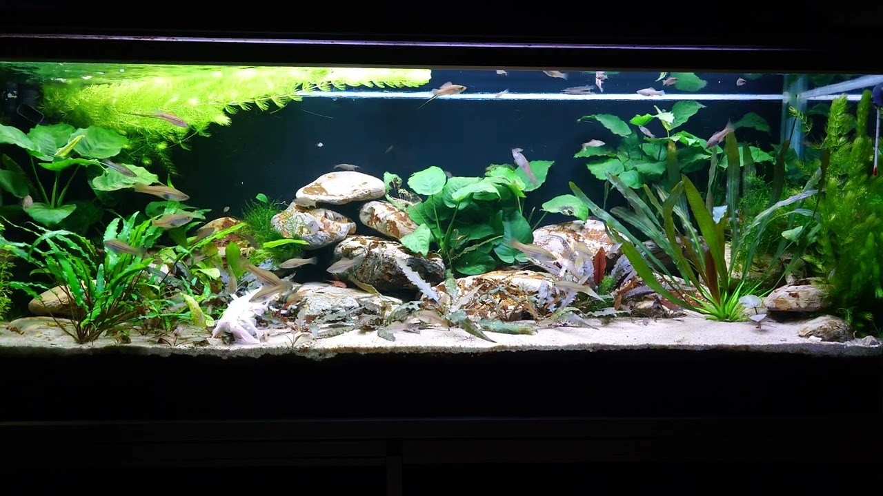 Xiphophorus Mayae aquarium 8 december 24