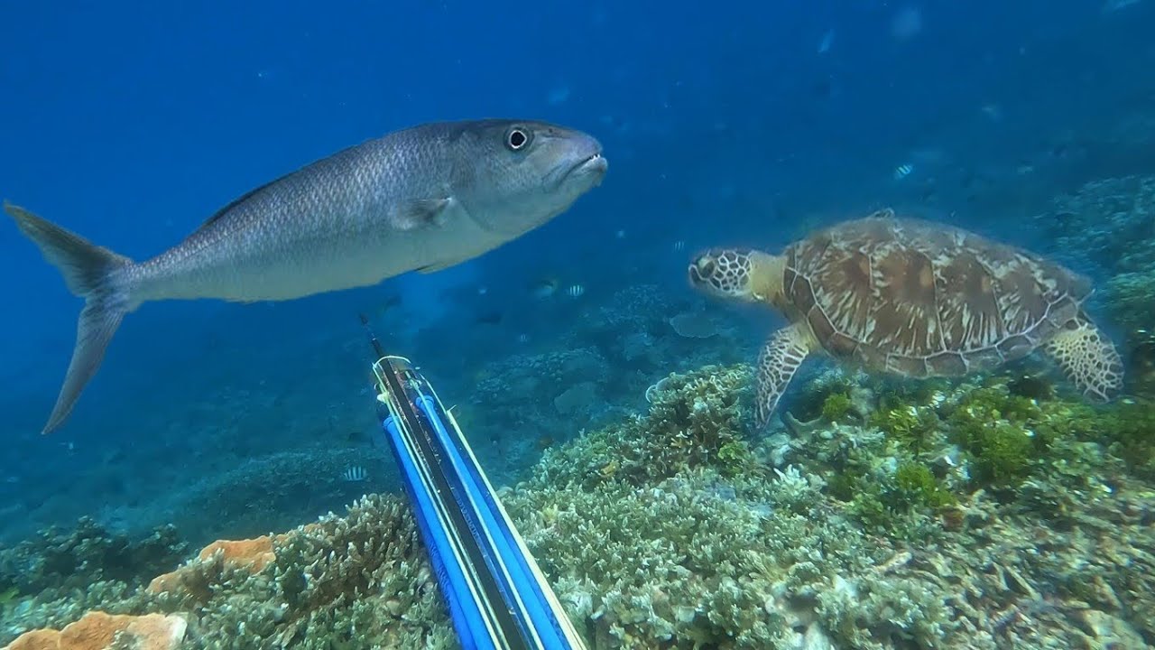 2 hari berburu ikan dan melihat ratusan penyu sepanjang karang di pulau ini