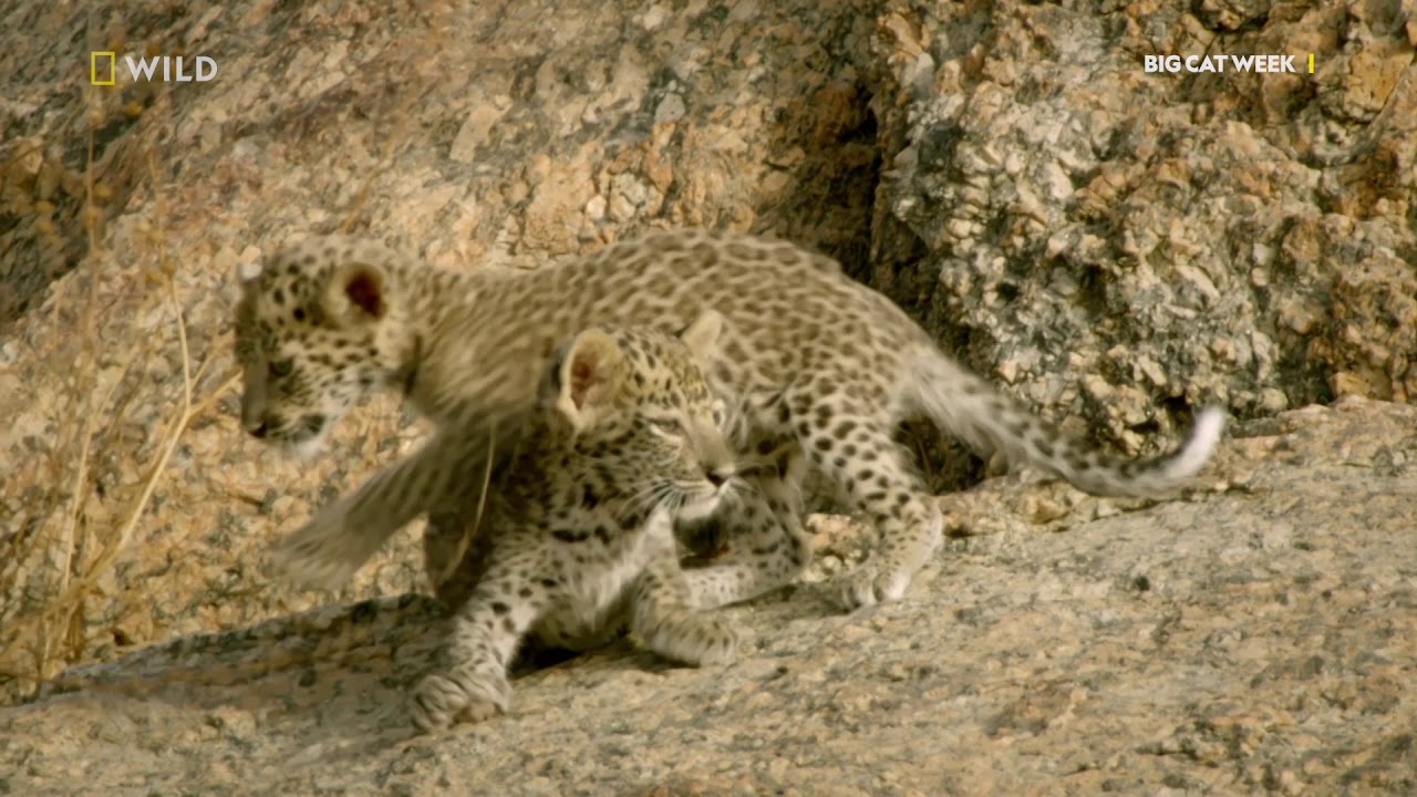 Леопардът | Месец на големите котки | NG Wild Bulgaria