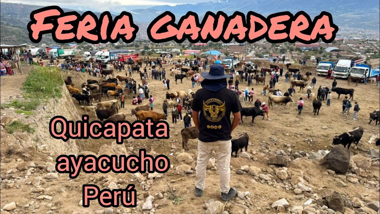 FERIA GANADERA QUICAPATA EN AYACUCHO PERÚ A MÁS DE 2800 METROS SOBRE EL NIVEL DEL MAR - parte 2