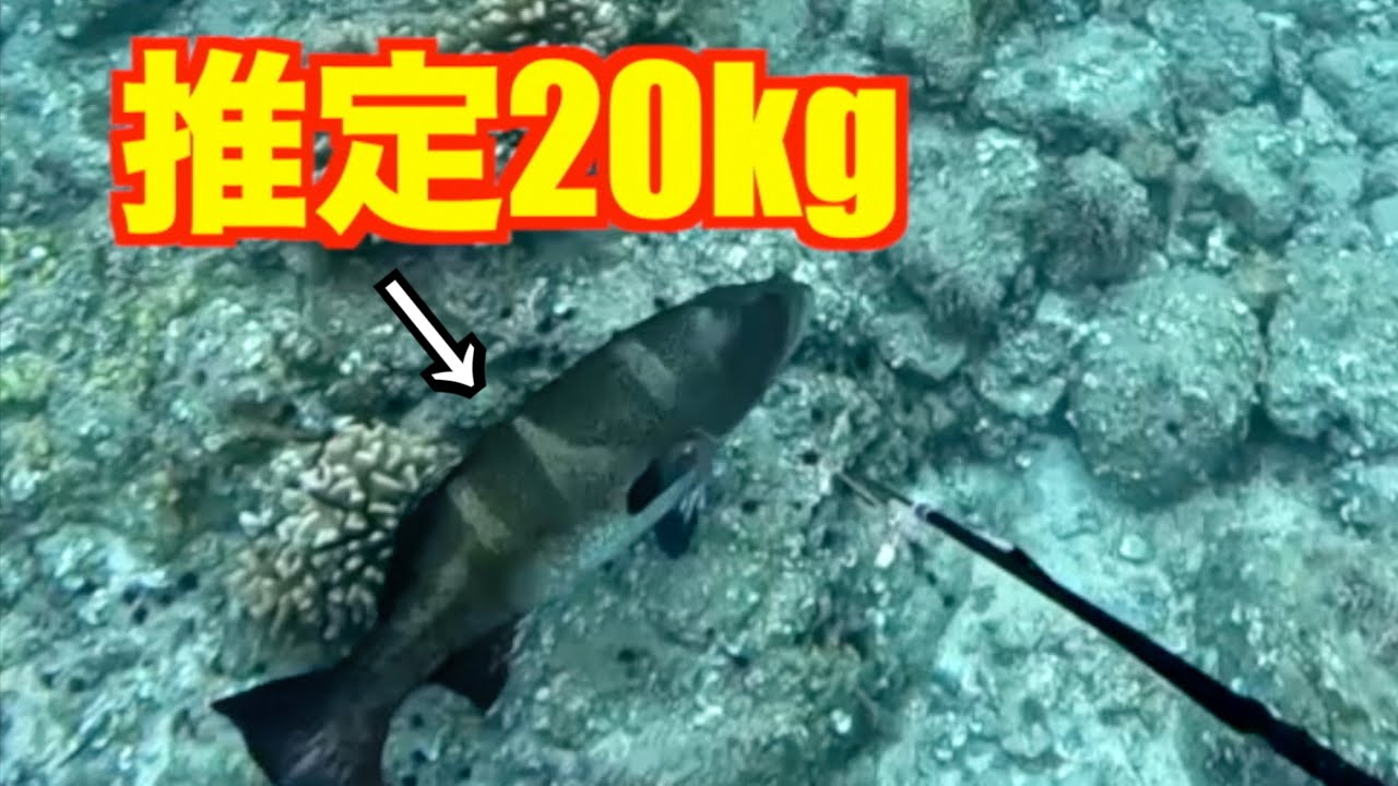 素潜りで『島の主』に突いたら全てがエグすぎた。。。