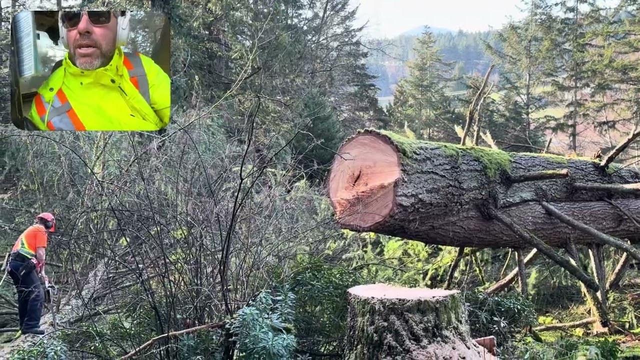 How to fall a tree