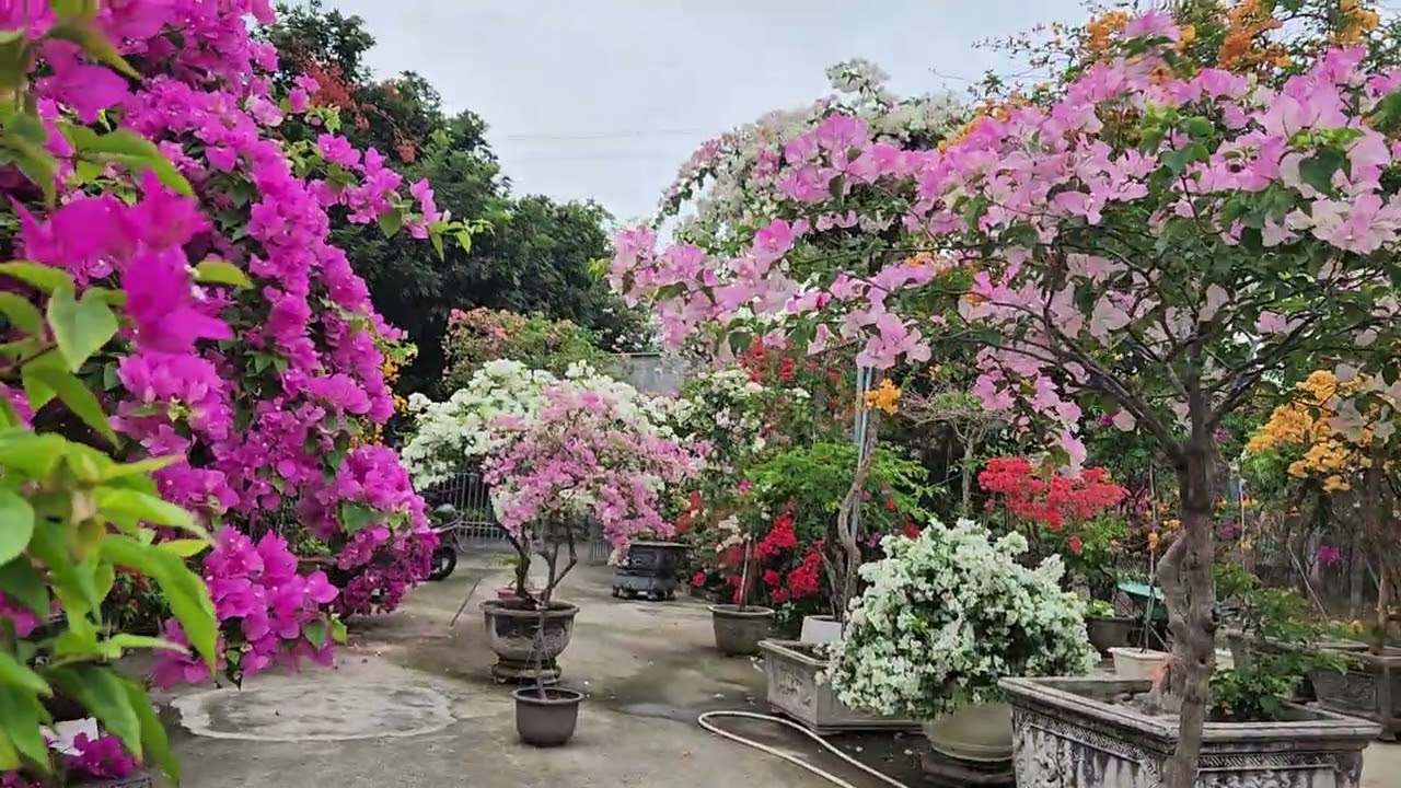 Hoa giấy đẹp khoe sắc 
