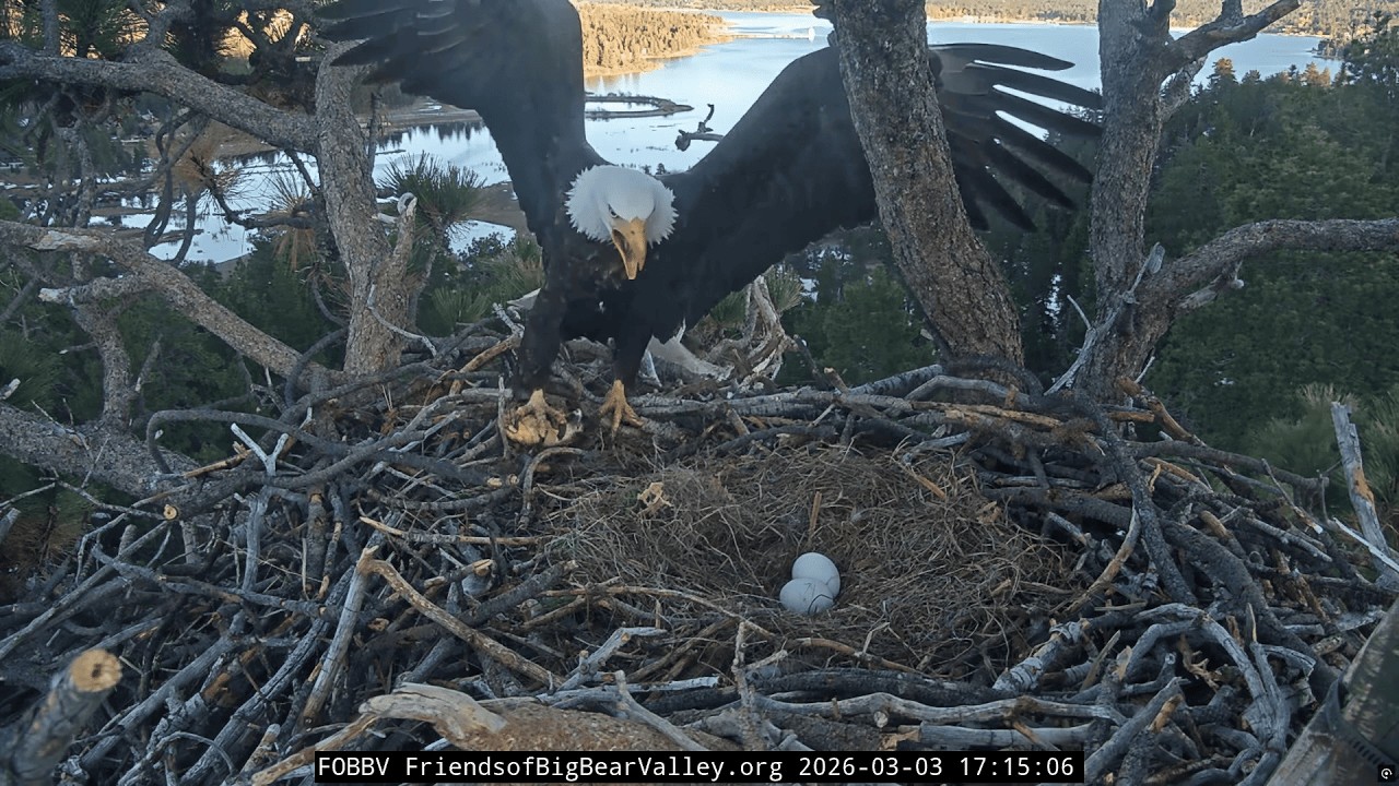 Big Bear Bald Eagle Egg Care LIVE - Jackie Rolls & Warms Eggs While Shadow Takes Over
