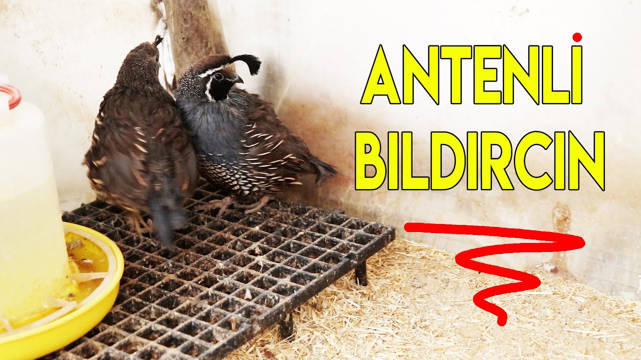 ANTENLİ BILDIRCINLARIM VAR !!! #BILDIRCIN #KÜMES