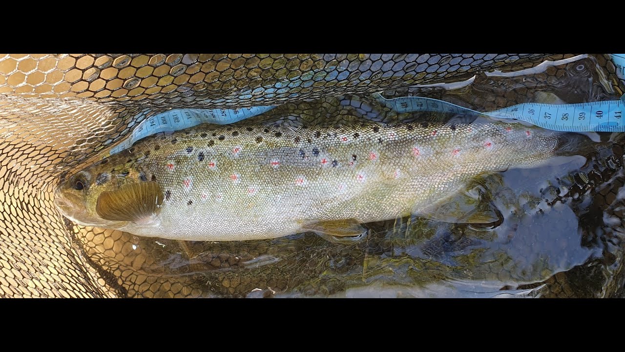 Pecanje pastrmke i klena leptirima Mepps rječica Kozica Sanski Most i potočara 40cm iz male rijeke.