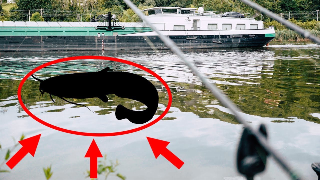 DIESEN SPOT findest du an JEDEM FLUSS | ERFOLGREICH füttern und FANGEN