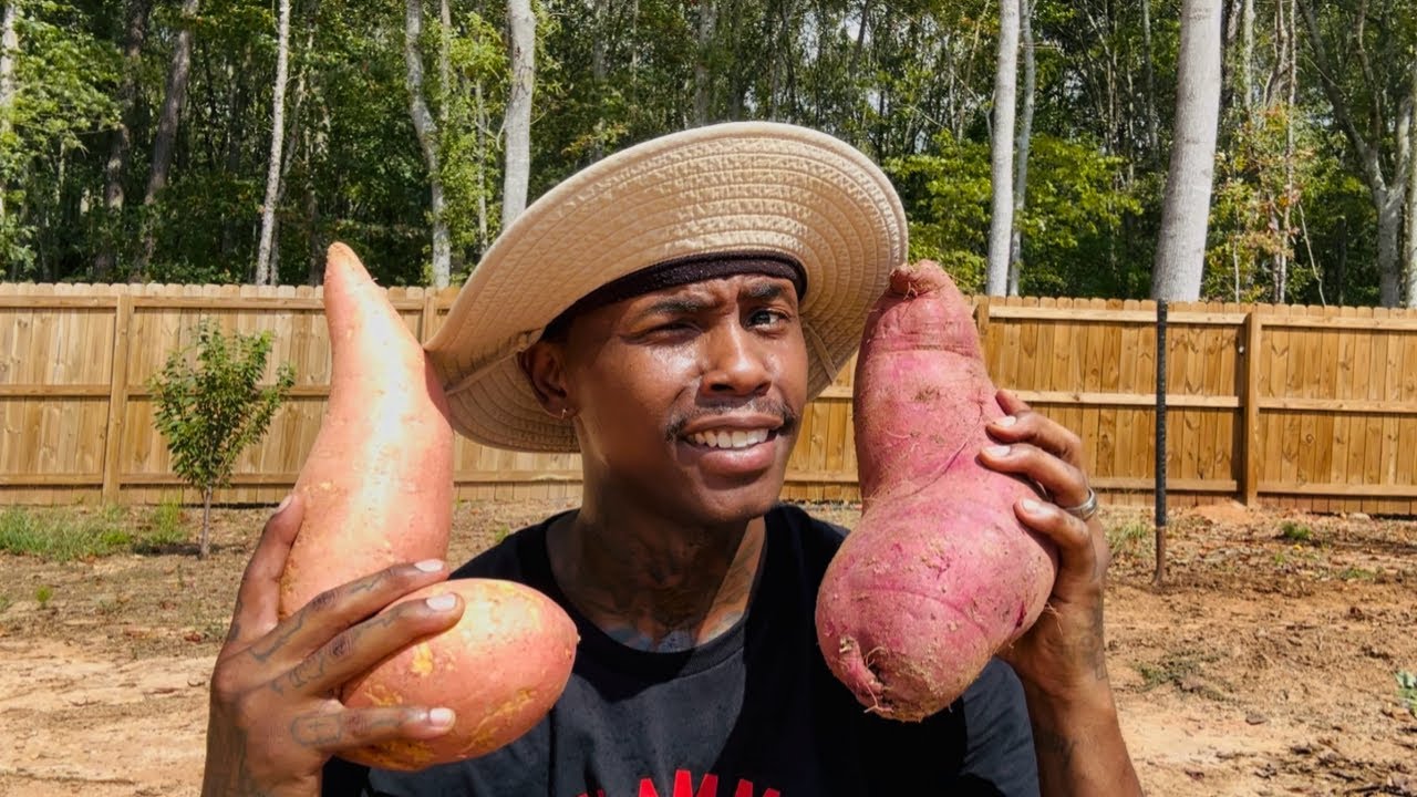 Turn ONE Sweet Potato into 100 pounds Of Sweet Potatoes by Sweet Potato Slips #garden