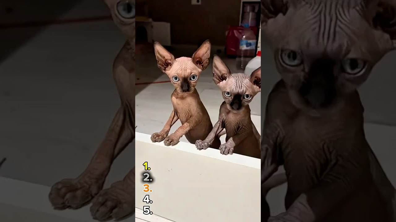 Thinking of Getting a Sphynx Cat? Watch This First