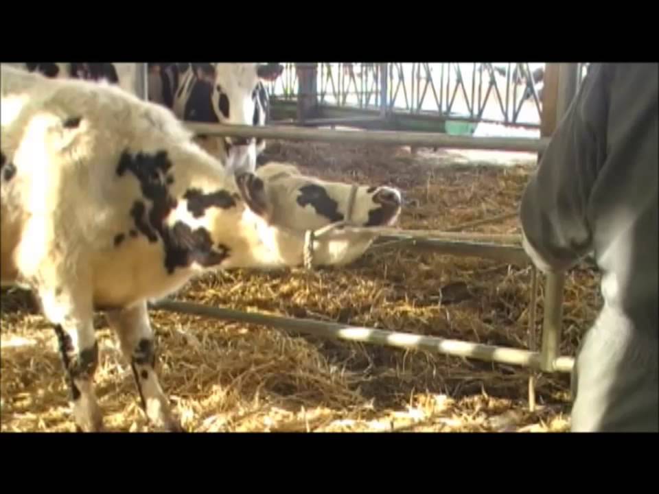 Manipuler les vaches en toute sécurité c'est facile !!