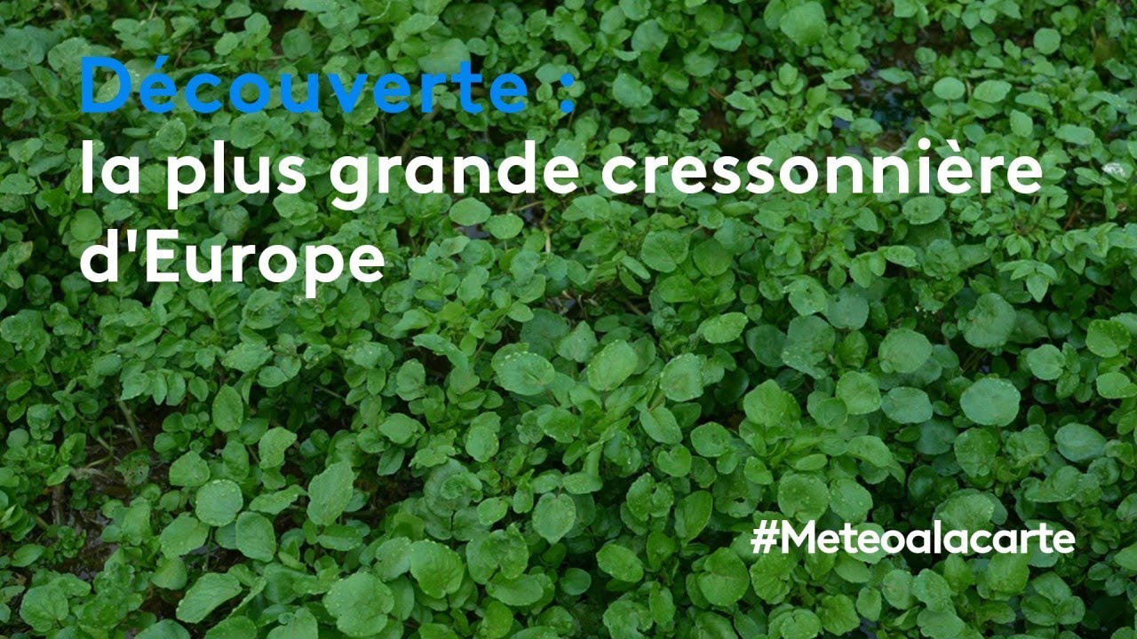 Découverte : la plus grande cressonnière d'Europe