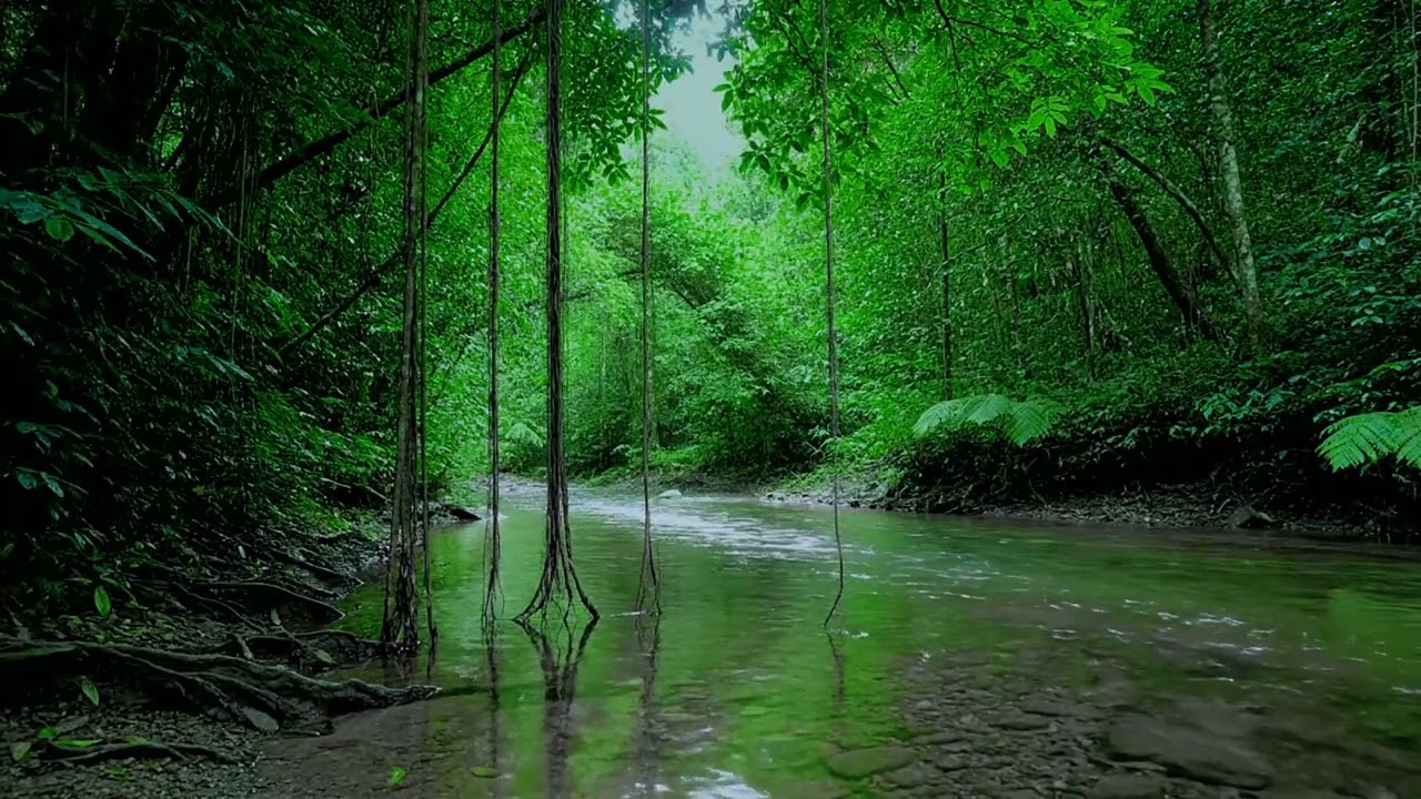 Forest Refresh 🌿 Soft Birds & Gentle Stream for Deep Sleep, Stress Relief & Study Focus
