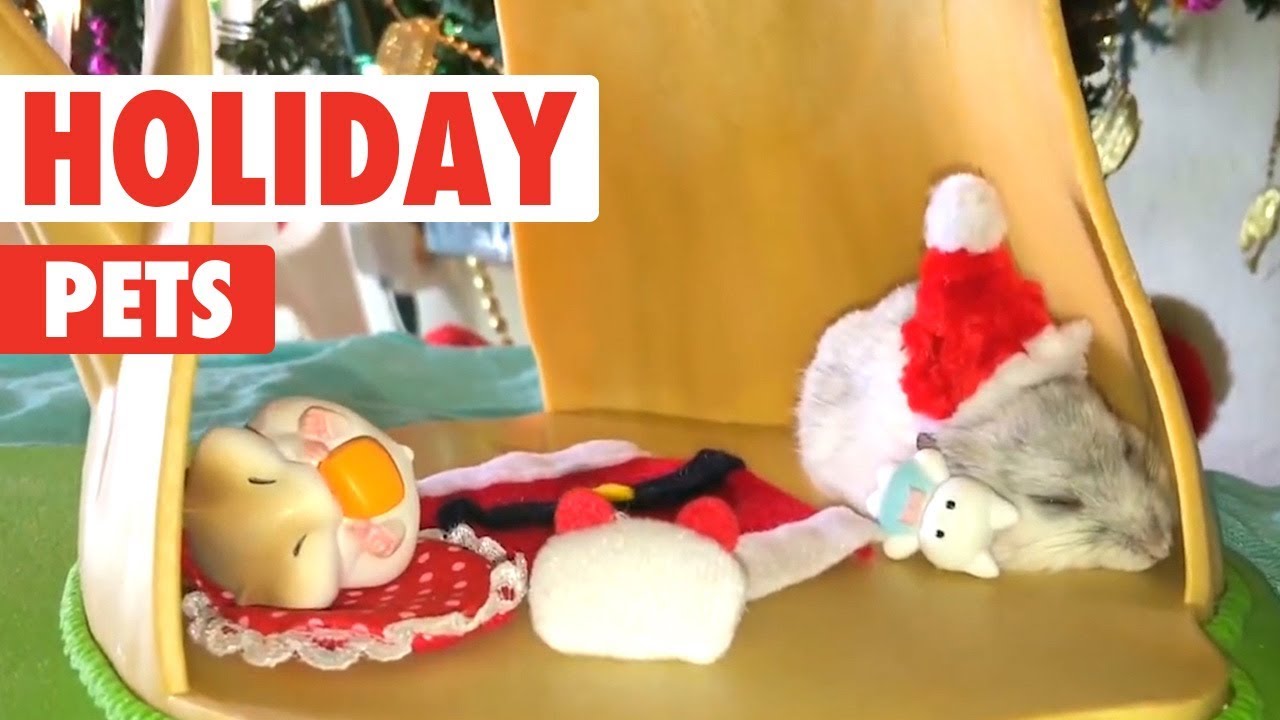 Holiday Pets Compilation | Merry Christmas from The Pet Collective