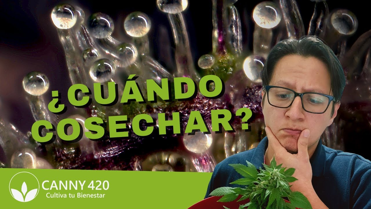 &iquest;En qu&eacute; momento y c&oacute;mo debo cosechar?