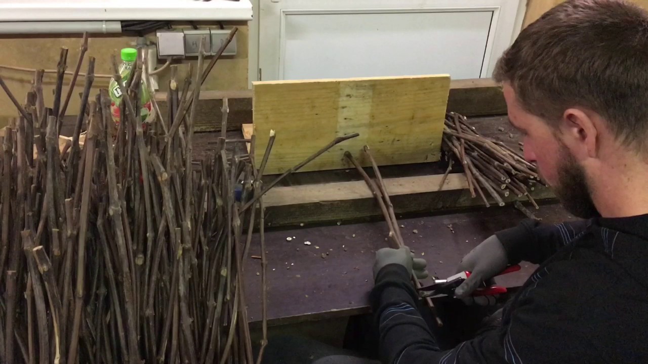 La préparation des porte-greffes