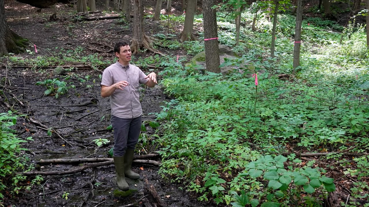 Nine Mile Creek: What is wetland management?