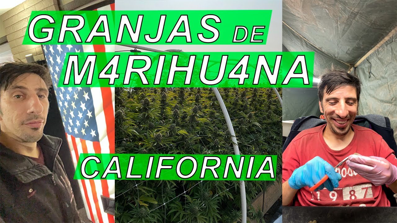 C&oacute;mo es TRABAJAR  en granjas de CANN4BIS en CALIFORNIA parte 1