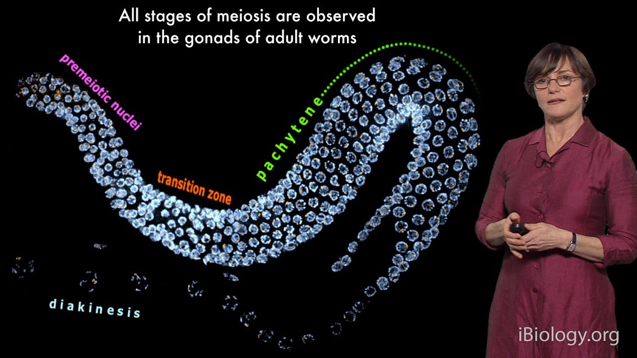 Abby Dernburg (UC Berkeley / LBNL / HHMI) Part 1: Meiosis: an Overview