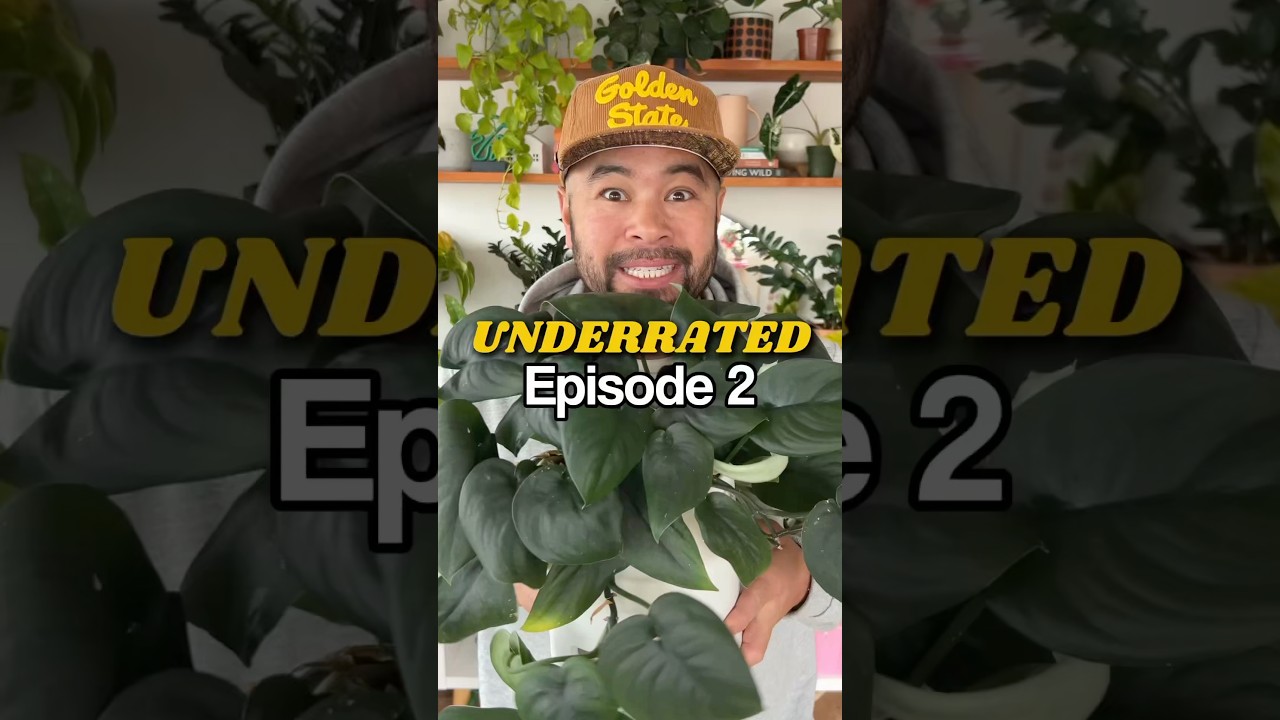 My Jade Scindapsus plant 🪴 #houseplants #plantdad #scindapsus #plants