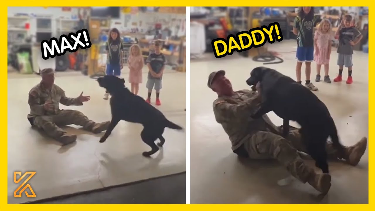 💕 Most Heartwarming Animals Reunion with Their Owners 💘 That Will Tug at Your Heartstrings