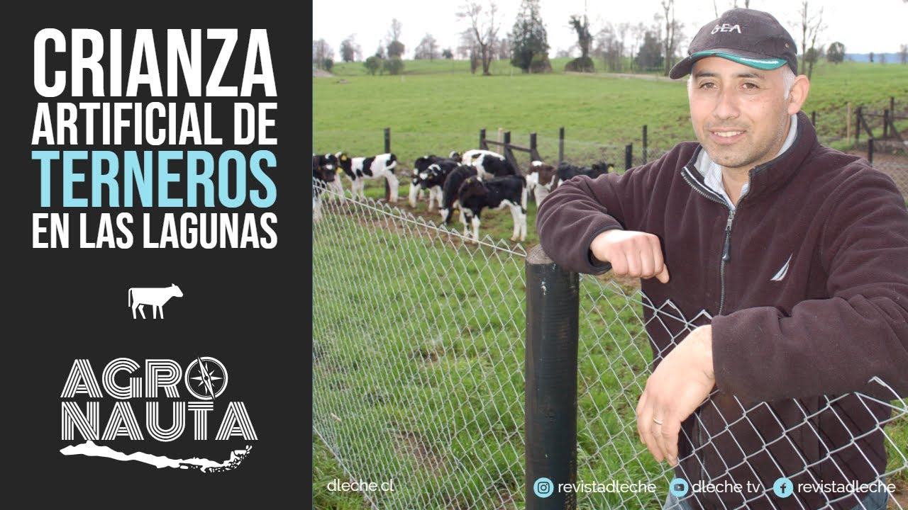 Crianza artificial de terneros: Eslabón clave de la lechería | Agronauta Nº2