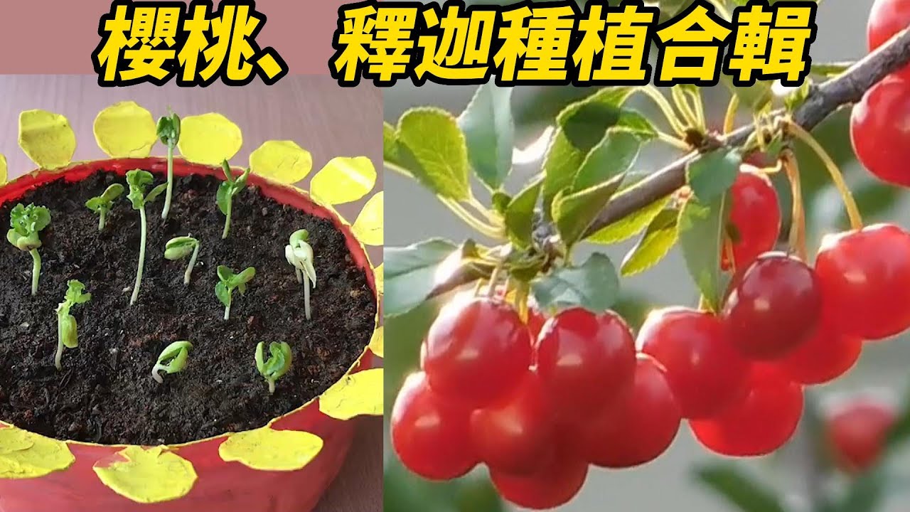 櫻桃、釋迦種植合輯 | Cherry and Custard Apple Planting Collection