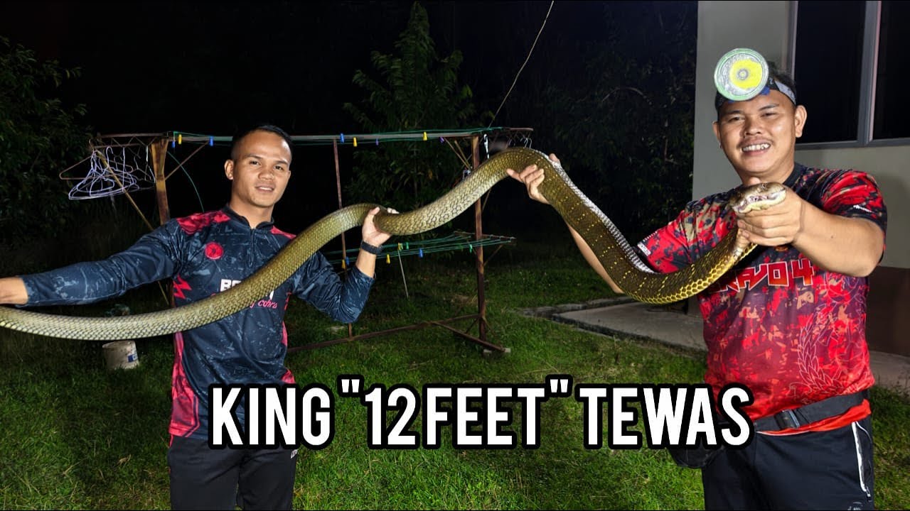 BIAWAK VS KING COBRA