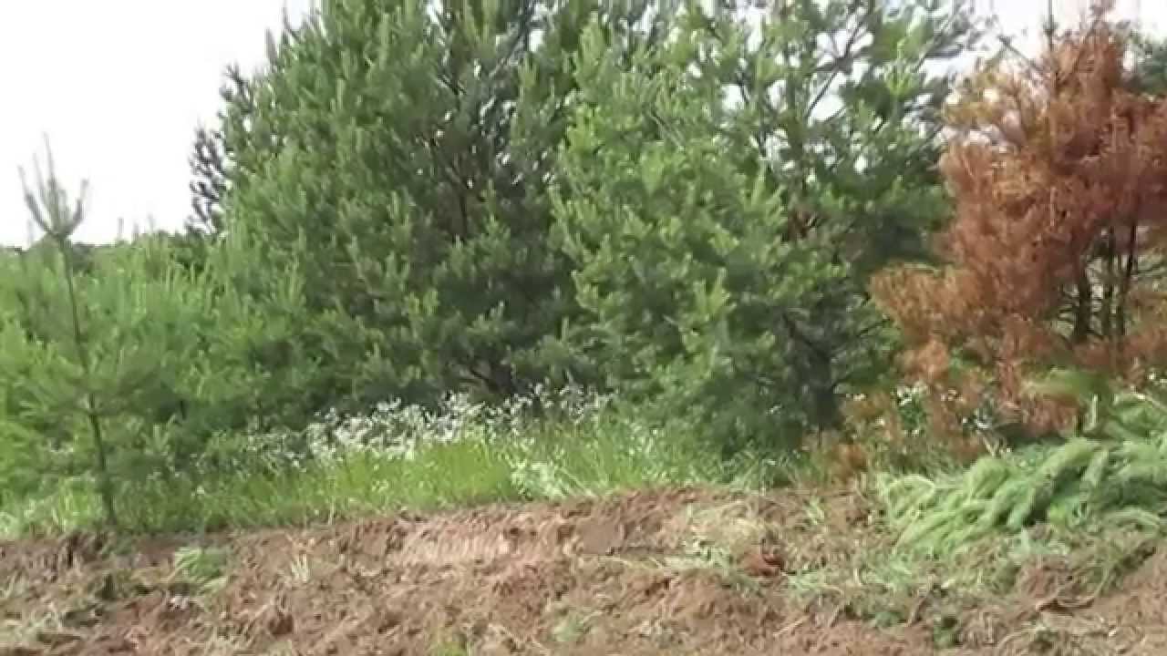 VSL 400  2014 ялинки, Розліснення.