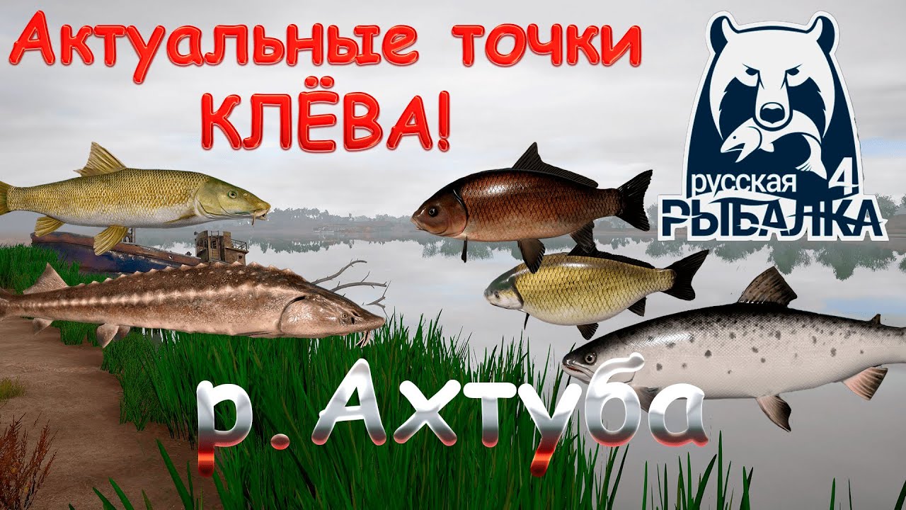 Актуальные точки клева на реке Ахтуба. Актуально на 26.11.2025. Русская рыбалка 4.