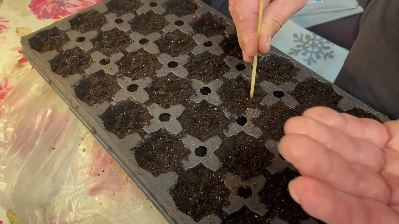 Starting Tomato and Pepper Seeds Indoors in Early March Zone 7b