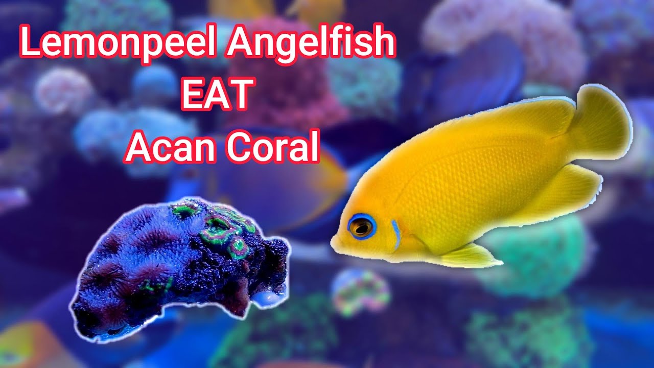 How to handle the Lemonpeel Angelfish EAT LPS/Soft Coral in the reef tank