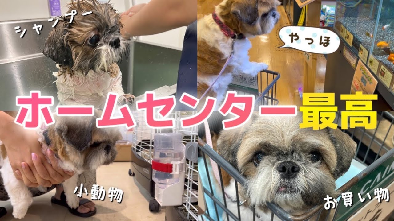 【シーズー】カインズホームでお買い物＆セルフウォッシュでシャンプーしてさっぱり🐶✨️