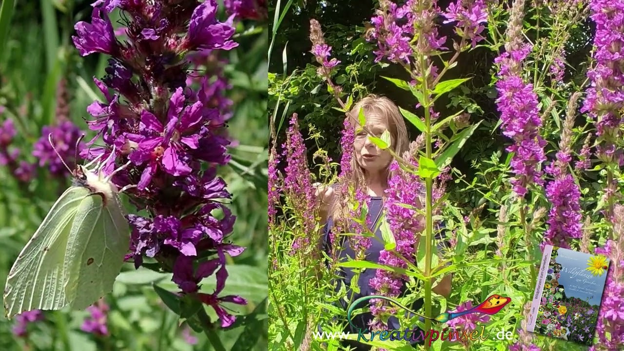 Blutweiderich (Lythrum salicaria)