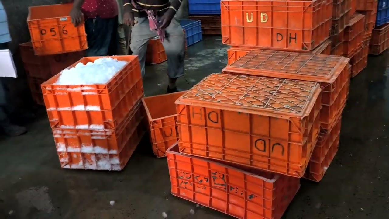 Fish Packing at Fish Market