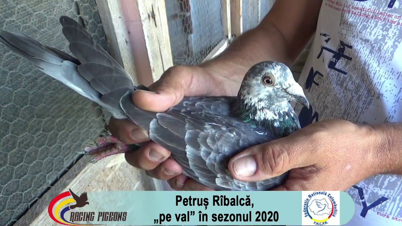 Petrus Rîbalcă, „pe val” în sezonul 2020