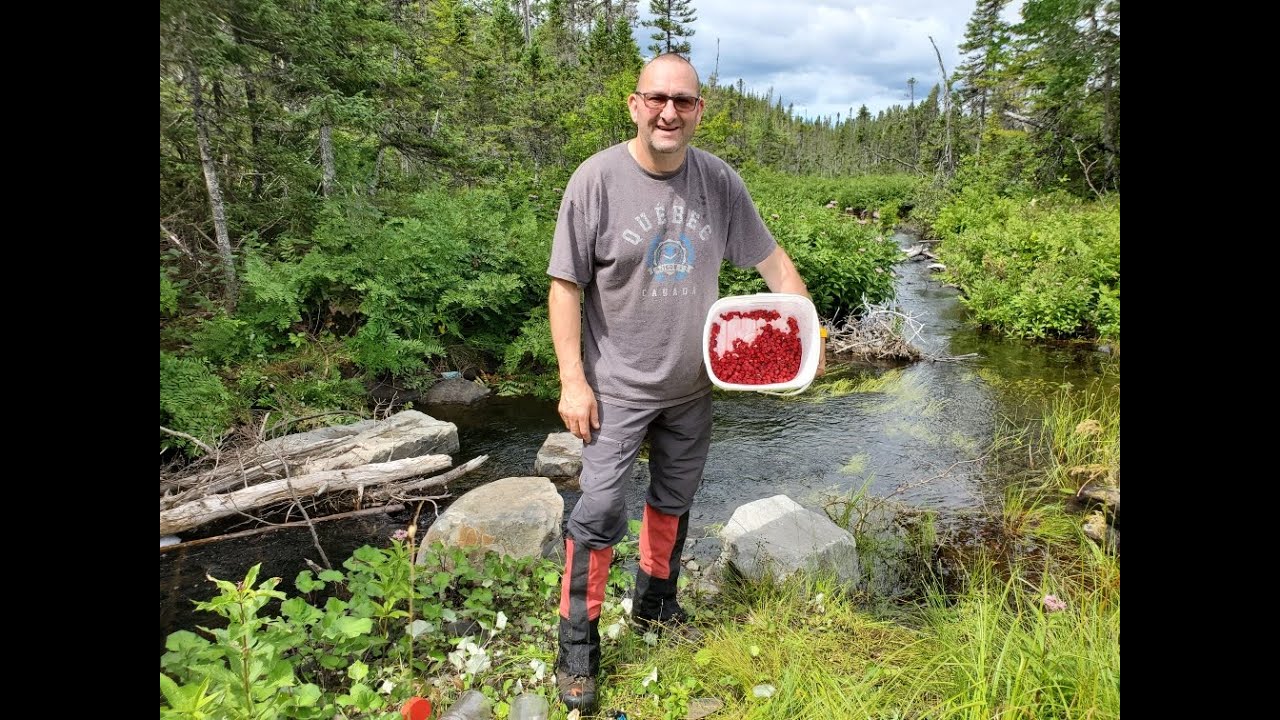 Raspberry Picking And A Great Boil Up Living Off The Land  Episode #11
