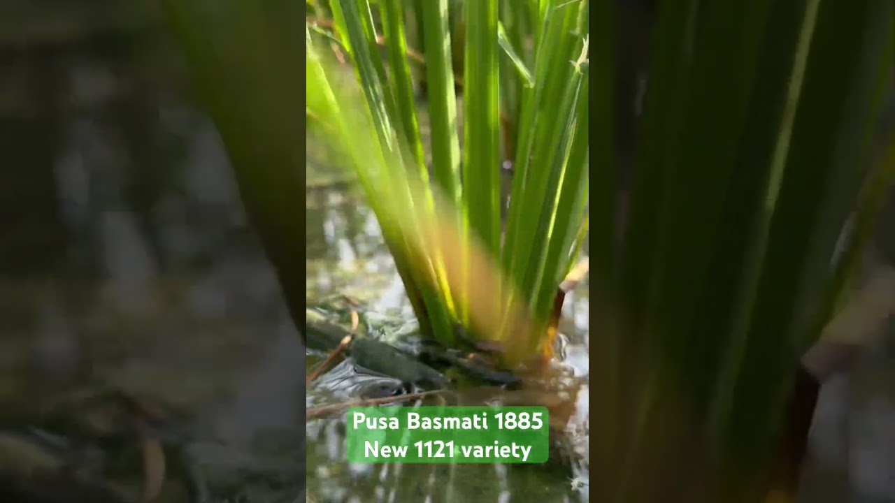 Pusa Basmati 1885. #pb1885 #pb1886 #agriculture #gardening #pb1847 #seeds #farming #sowingseeds