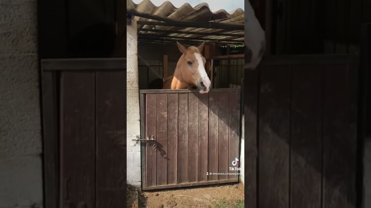 #horse #horses #horselover #cavallo #cavalli #cavalleria #dance #horsedance #balla #equitazione