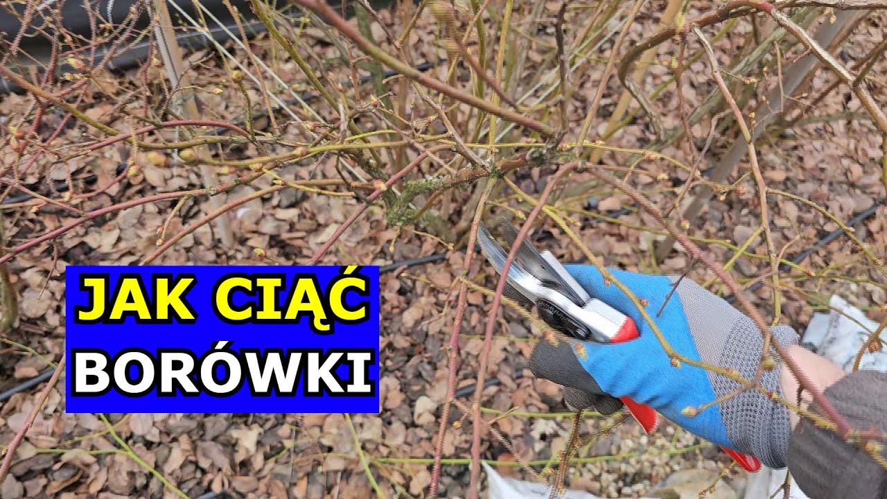 Kluczowe Cięcie Borówki amerykańskiej. Jak i kiedy Ciąć Borówkę. Cięcie Borówki Krok po Kroku Uprawa
