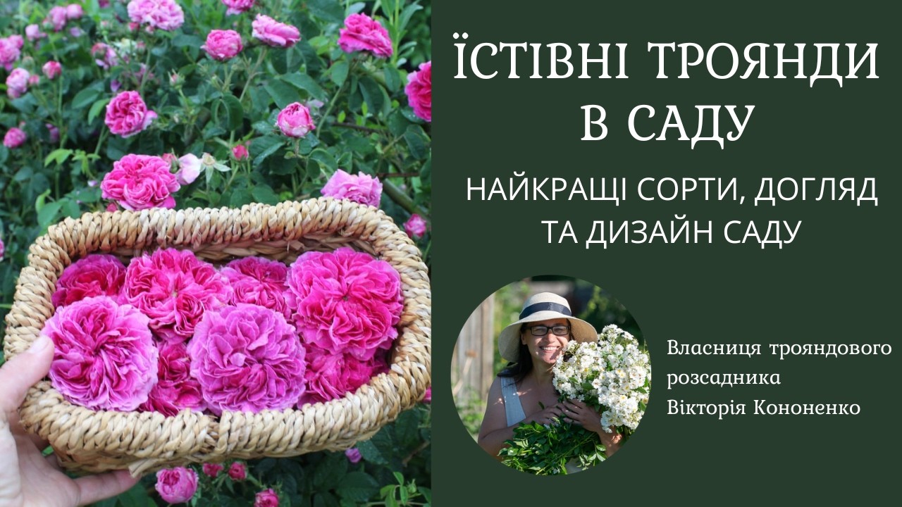 Їстівні троянди: сорти на пелюстки, варення, вино | Малодоглядні рішення