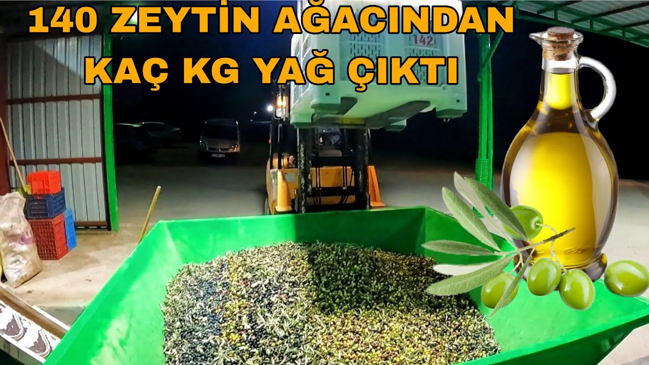 140 ZEYTİN AĞACINDAN KAÇ KG ZEYTİN YAĞI ÇIKTI?TARLADA ÖĞLEN YEMEĞİ