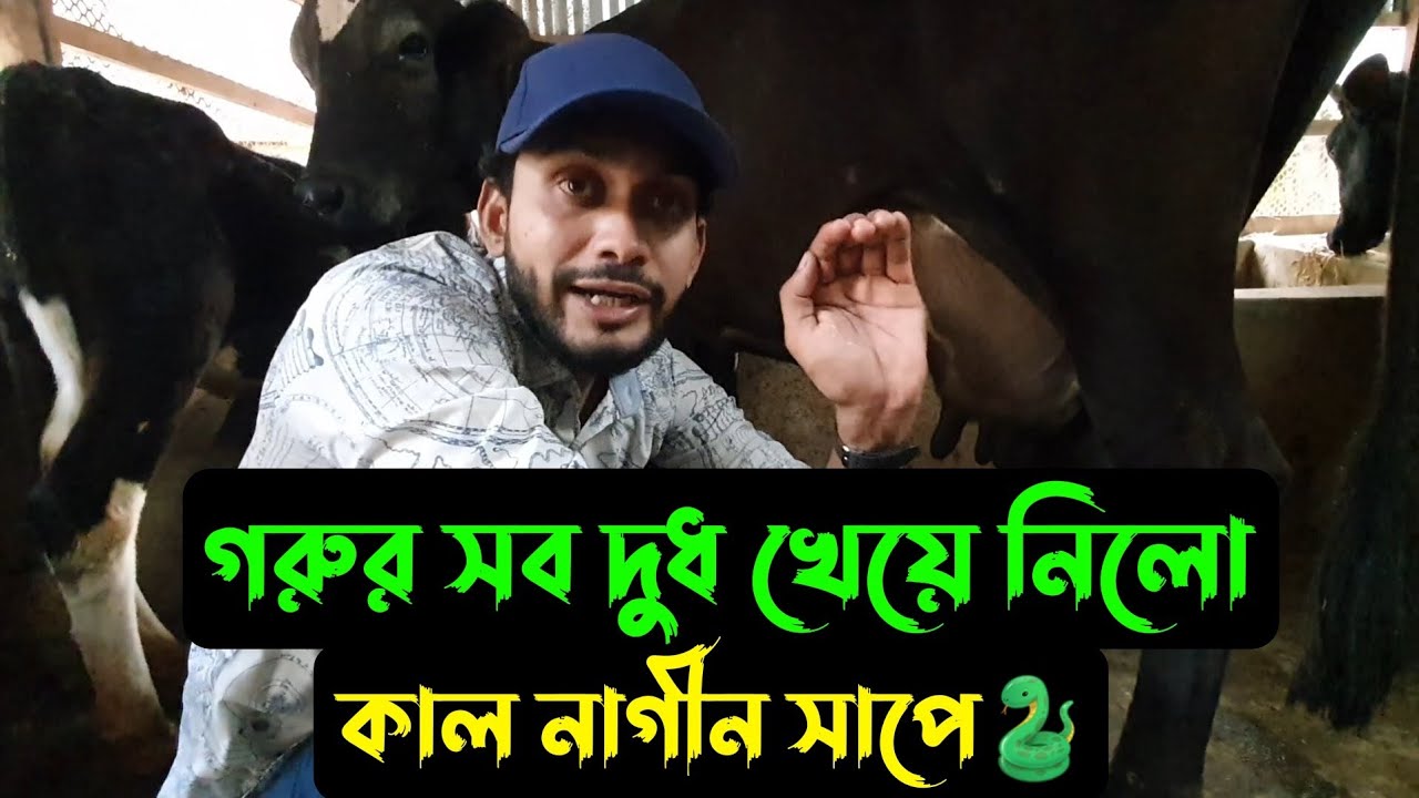 গরুর দুধ সাপে খায়,,, এটা কিভাবে সম্ভব? 🐄🐍