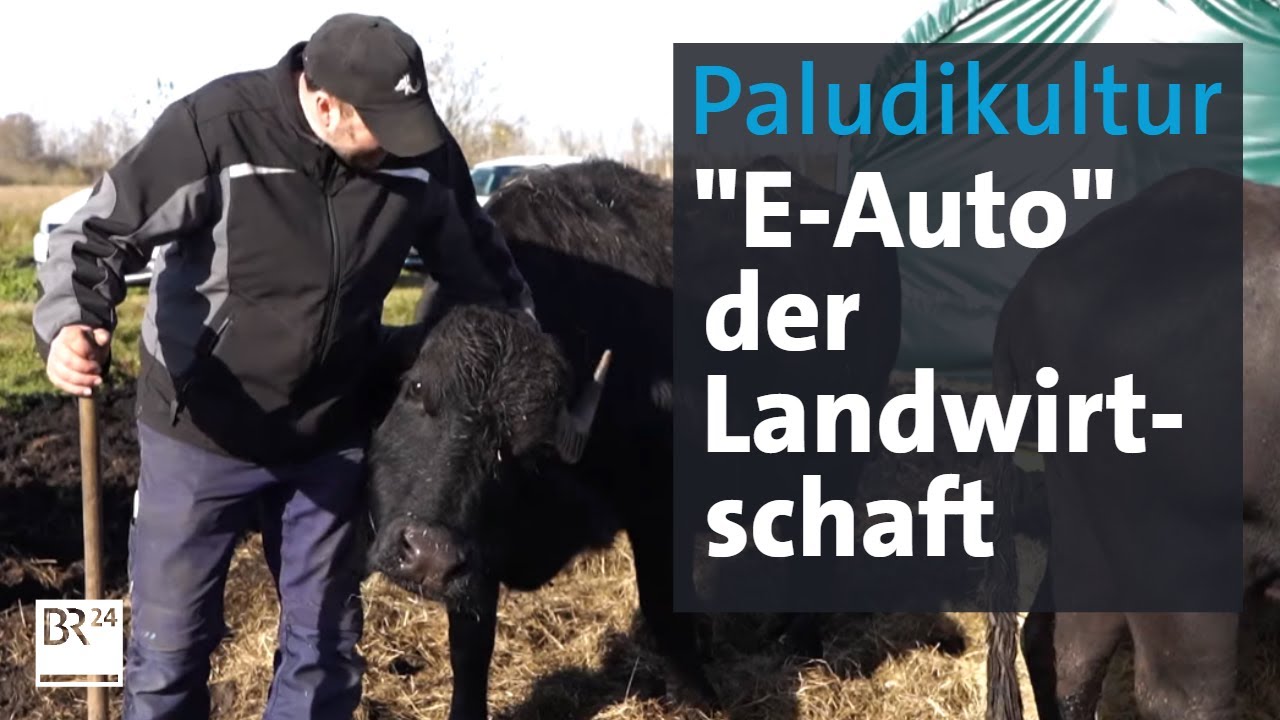 Klimaschonende Landwirtschaft: Fleisch und W&auml;rme aus dem Moor | Abendschau | BR24