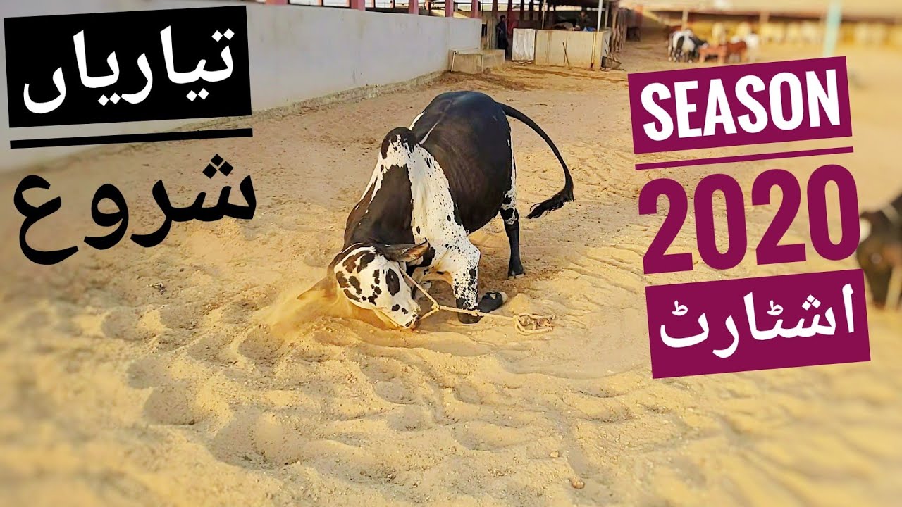 My First Tour of Bakra Eid 2020 | TAYYARIAN in LOCKDOWN? Qurbani SEASON 2020 GIANT Bulls Cattle Farm