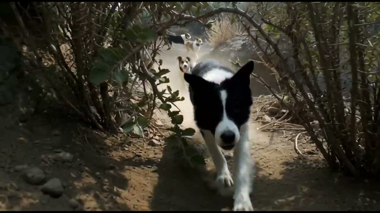 shepherd dog relax