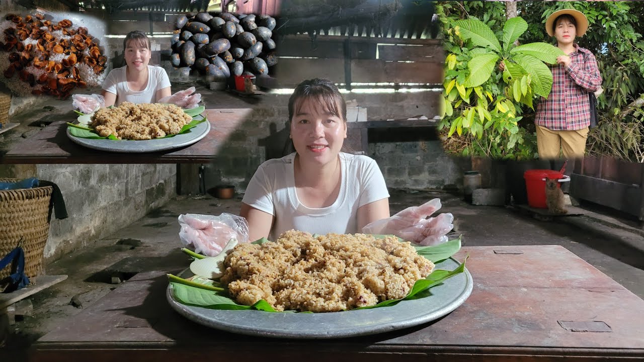 Full video cô gái vùng cao đi hãy quả cọ, làm xôi cọ và đi hãy thảo dược 