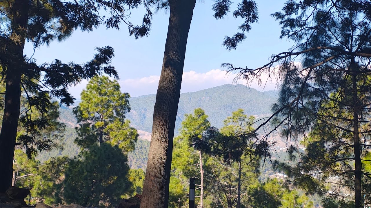 Kausani Tea Garden #kasuani #uttrakhand