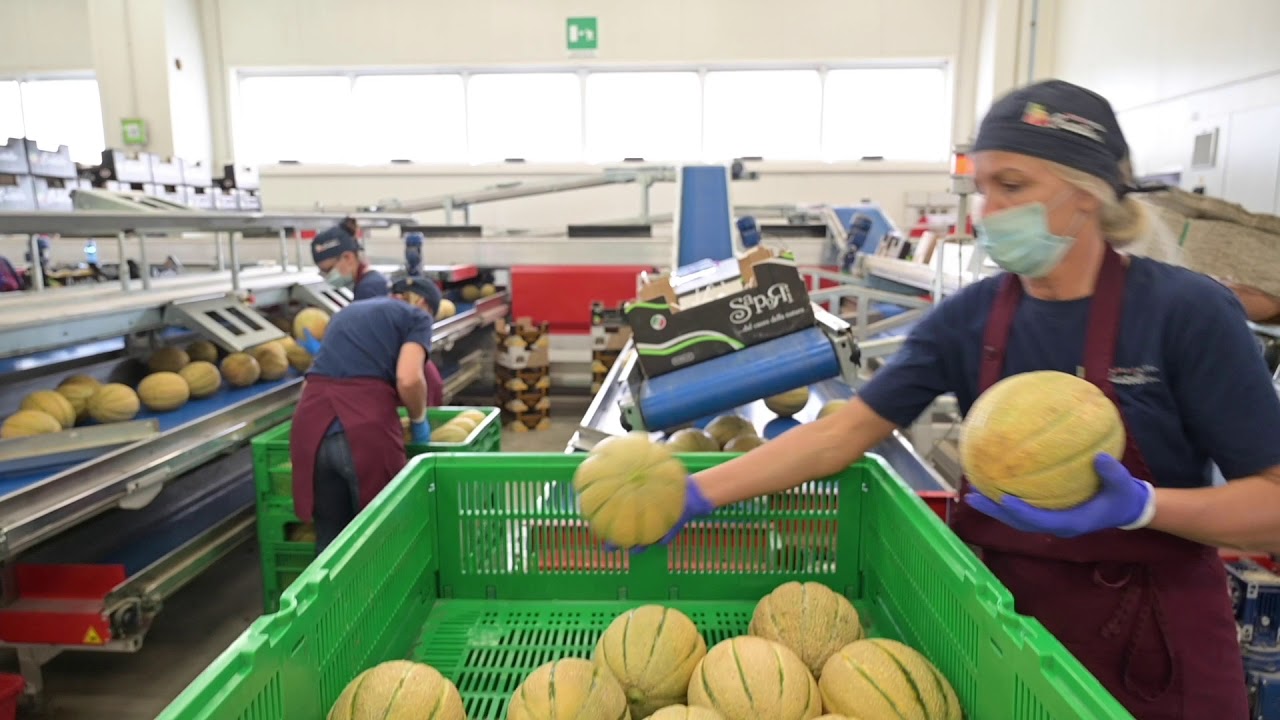 Melone Solgem RZ Castello